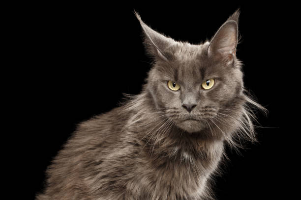 istock Close-up Portrait Maine Coon Cat on Black Background 664650182
