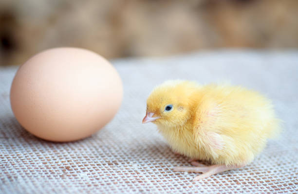 istock Newborn chick near the egg 664650576
