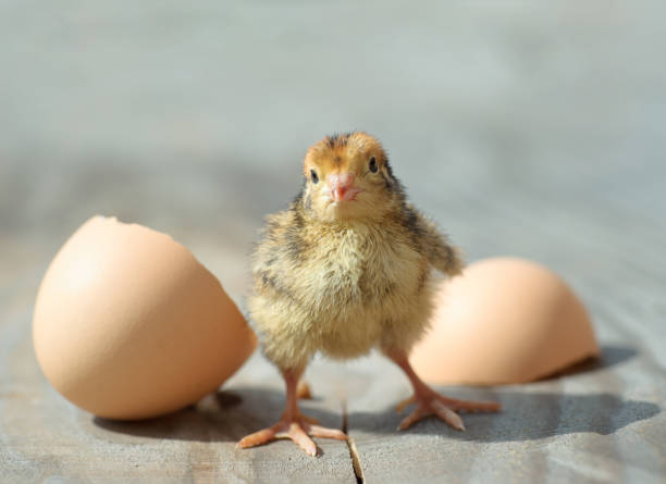istock little chick. Funny hens kid 664653050