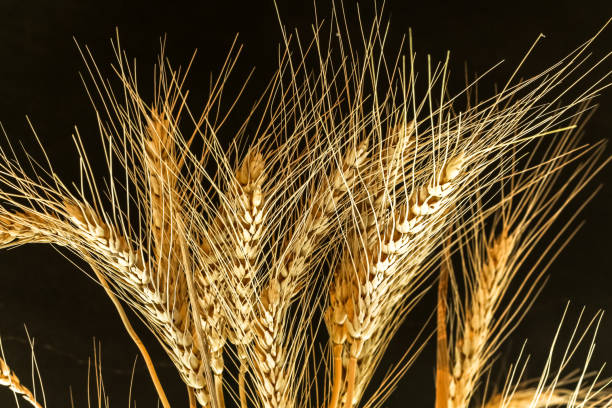 istock Closeup Ear wheat on black background with copy space 664653092