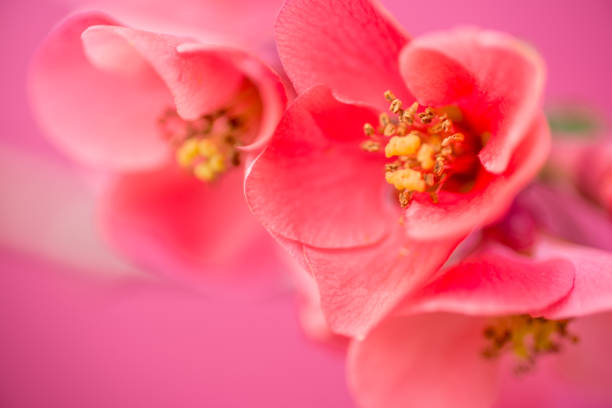 Red Chaenomeles Flower On Pink Background - Close Up