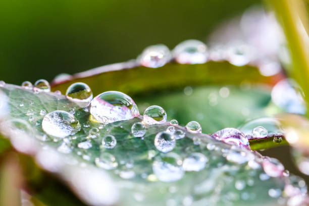 istock Macro shot water drop on the green leaf 664653486