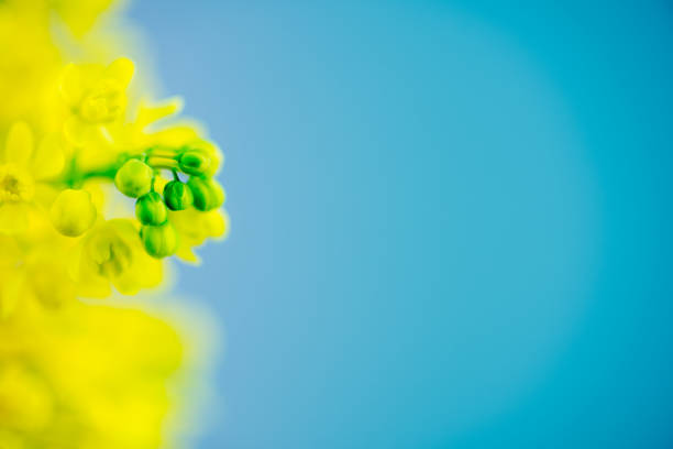 Barberry Yellow Flower On Blue Background - Close Up