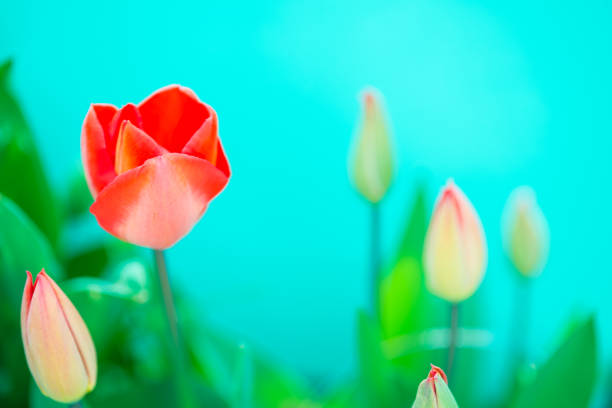 istock Tulip Flower On Blue Sky Background - Close Up 664653508