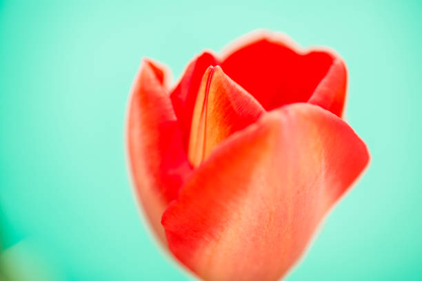 Close Up Tulip Flower On Light Blue Background