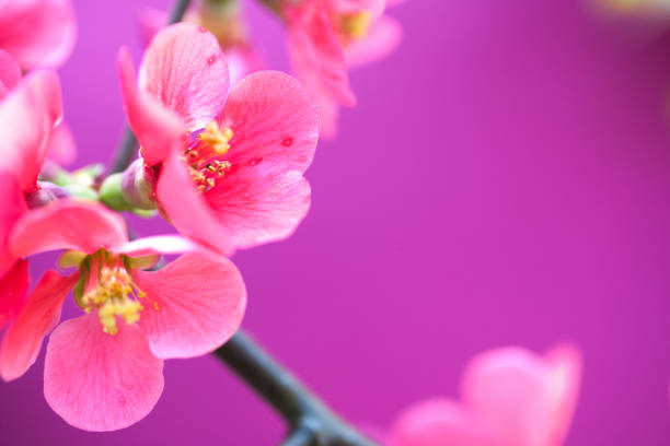 Pink Chaenomeles Flower On Purple Background - Close Up
