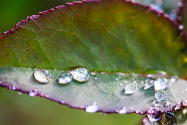 istock Macro shot water drop on the green leaf 664653692