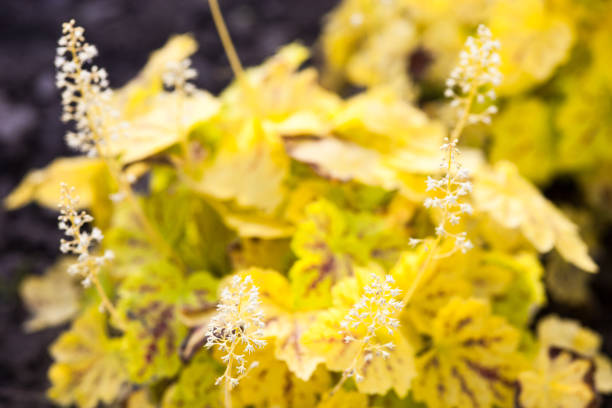White flowers of heuchera (alumroot or coral bells). Close-up.