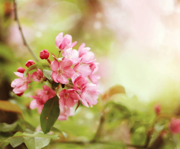 istock Pink flowers on branch of Apple tree 664660904