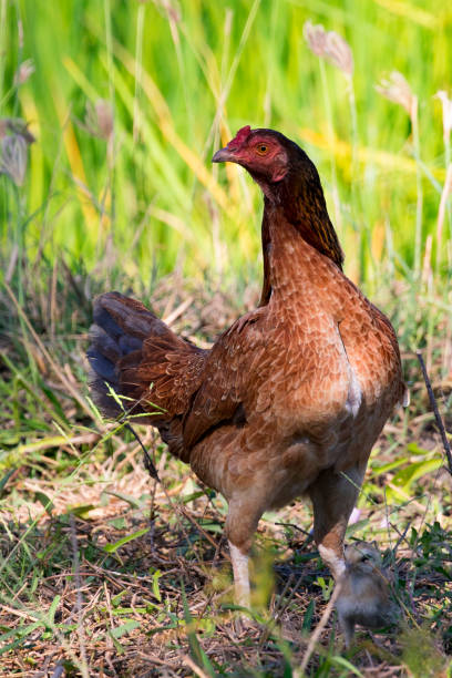 istock Image of hen and chick on the ground.  Fram Animals. 664664012