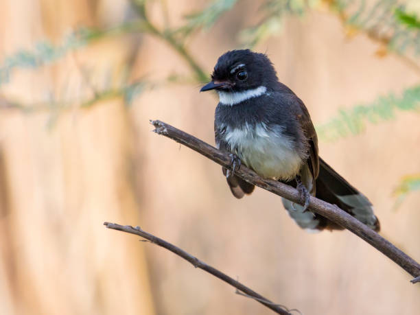 istock Image of bird ( White-throated Fantail, Rhipidura albicollis ) on nature background. 664664042