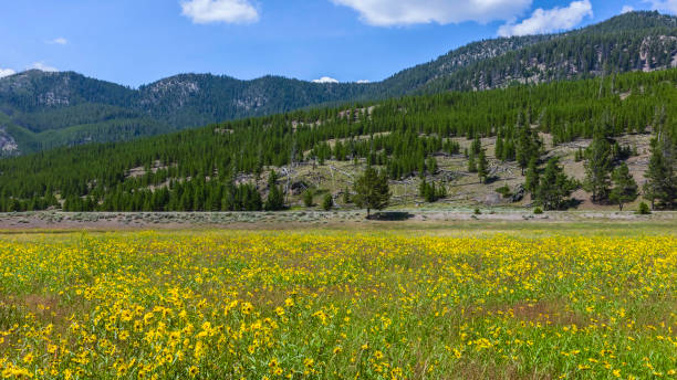 istock Summer flowers in bloom flanked by mountains and pine forest. 664668056