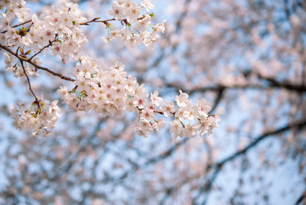 istock Sakura blossoms in Tokyo, background 664670086