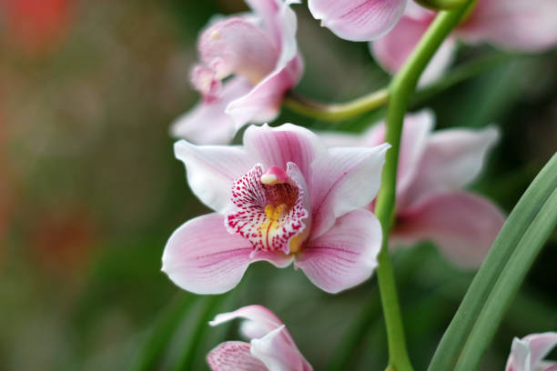 istock Beautiful blooming orchid 664672428