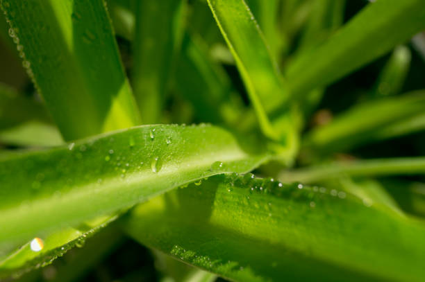 Green leaves and waterdrops. Defocused and blured