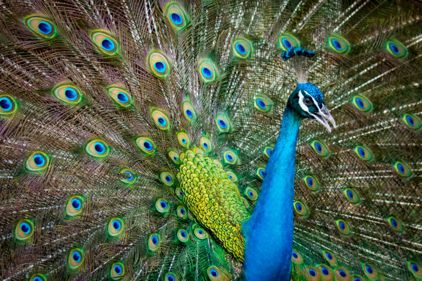 istock Image of a peacock showing its beautiful feathers. wild animals. 664673688