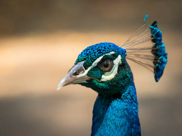 istock Image of a peacock head on nature background. wild animals. 664673698