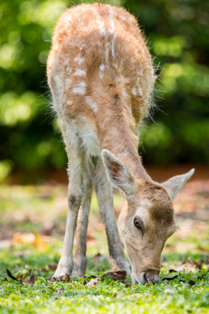 istock Image of a deer on nature background. wild animals. 664673712