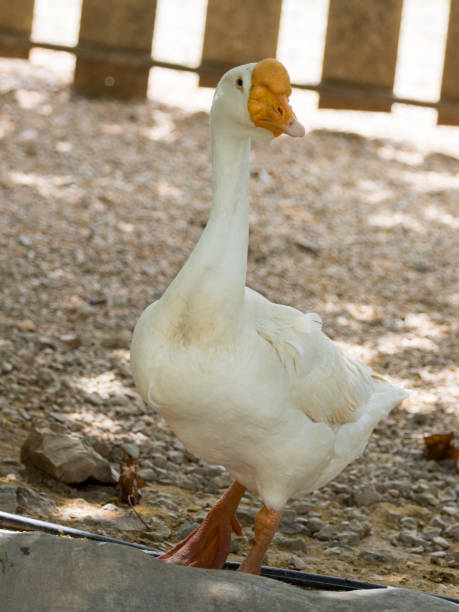 istock Image of a white goose in farm. 664673714