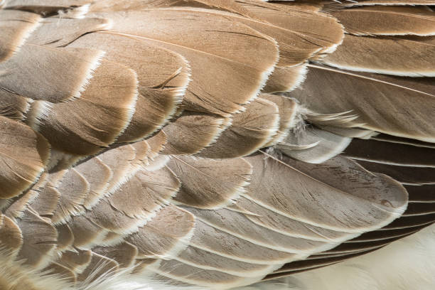 istock Image of an wing goose. Background texture. 664673754