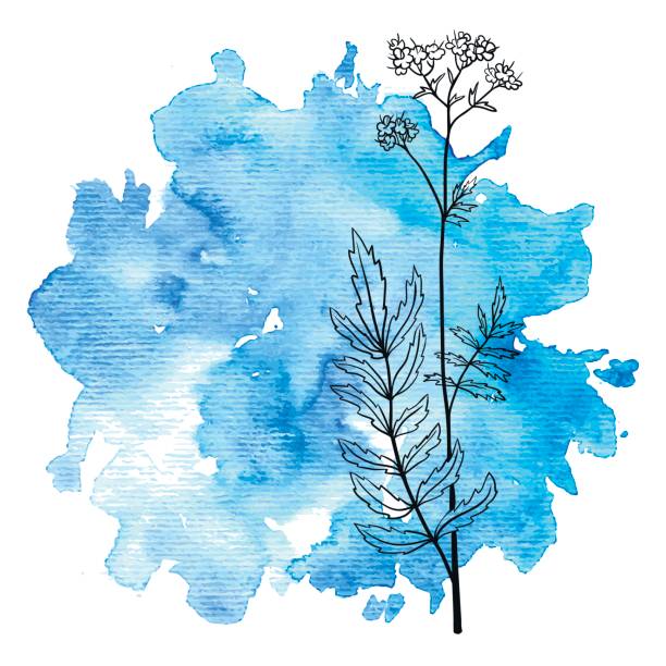 istock flower of valerian at watercolor background 664676214