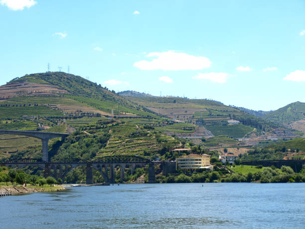 istock Vineyard along the Douro river in Portugal Vineyard 664677366