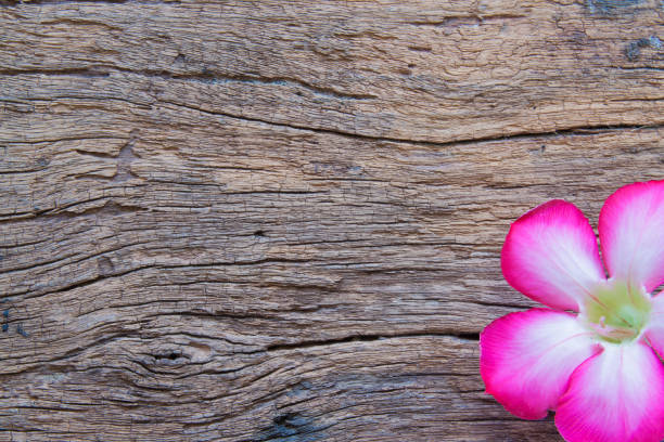 istock Pink azalea flower on wood background 664679988