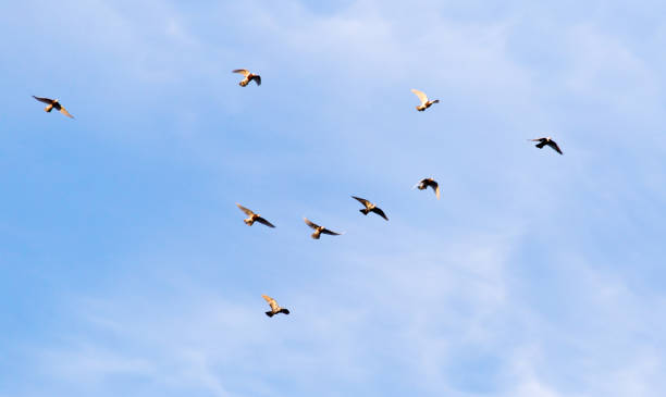 istock a flock of pigeons in the sky 664681148