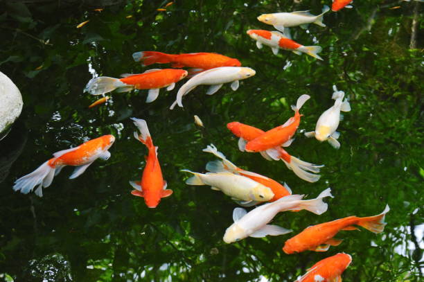 istock fancy carp swimming in pond 664684682