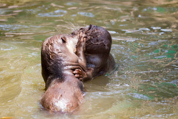 istock Image of an otters on the water. Wild Animals. 664687566