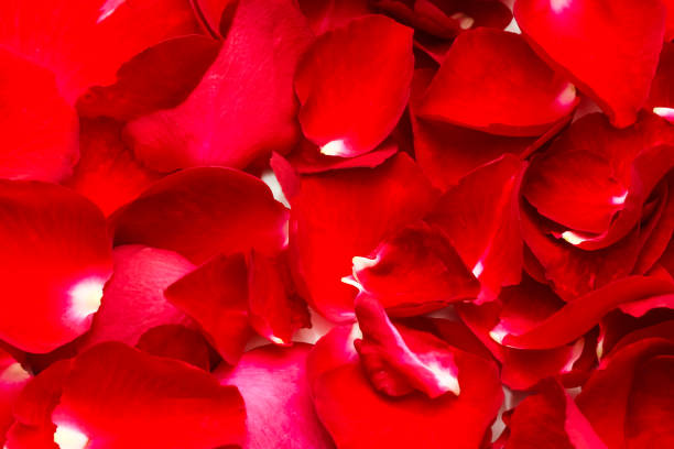 istock Leaf of red rose as a background, valentine day concept 664689702