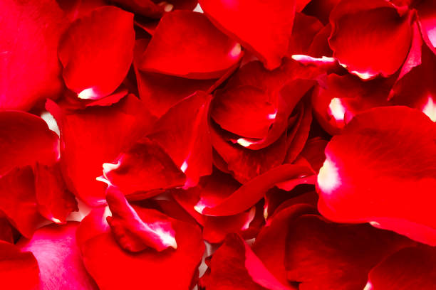 istock Leaf of red rose as a background, valentine day concept 664689806