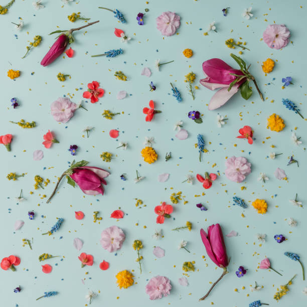 istock Creative pattern made of colorful spring flowers. Minimal style. Flat lay. 664692144