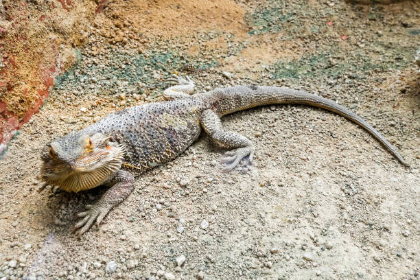 istock Bearded dragon sitting on sand ground. 664695400
