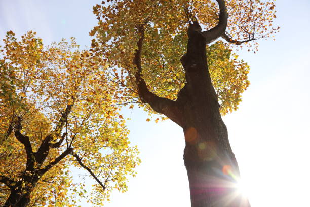 istock Yellow leaves, bright sun, season fall 664696312