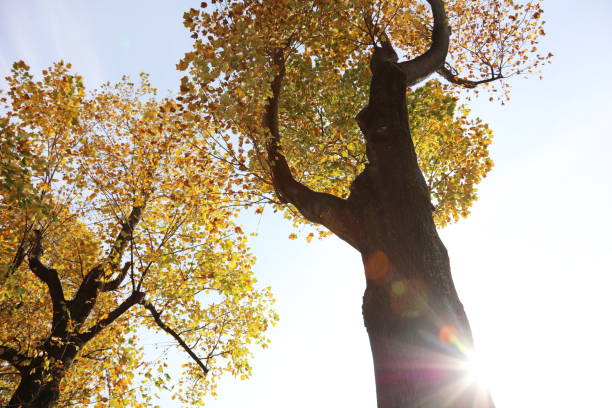 Yellow leaves, bright sun, season fall Yellow leaves, bright sun, season fall 木漏れ日 stock pictures, royalty-free photos & images