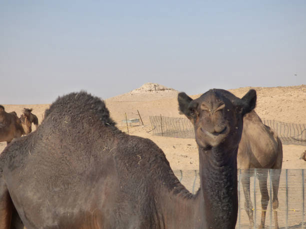 istock Oman, Salalah, black camel 664696434