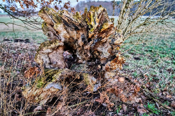 Dramatic Dead Tree Reaching for the sky