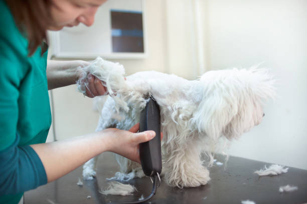 istock haircut white Bichon in hair service 664703066