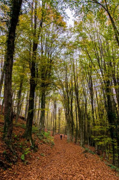 istock forest enchanted rocks garrotxa fageda d'en jorda 664703998