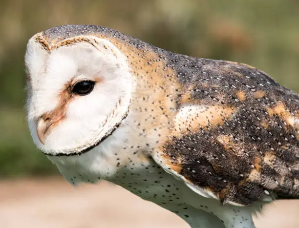 Barn owl face