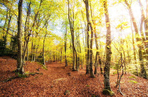 Roques encantadas (enchanted rock) forest in la Garrotxa (Catalonia). Spain