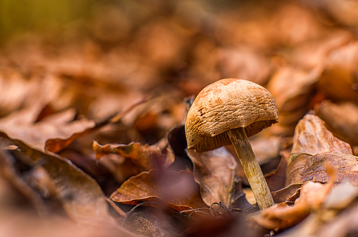 brown mushroom in the middle of leaves at autumn
