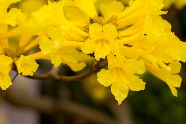 istock close-up golden tree flower (yellow pui) in summer day 664707076