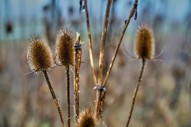 istock Landscape exposures Brandenburg, Germany 664707112