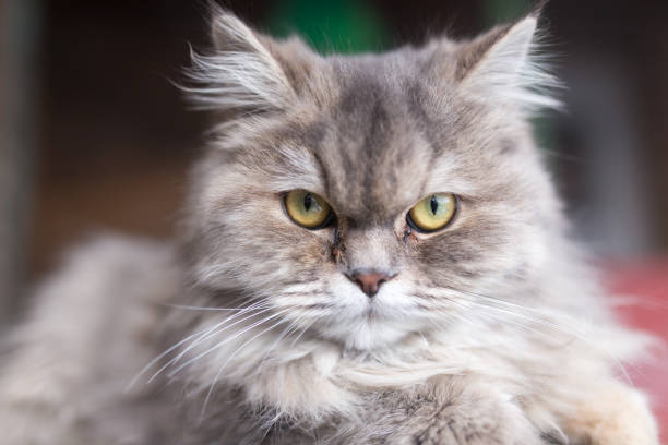 istock portrait of fluffy cat 664712164