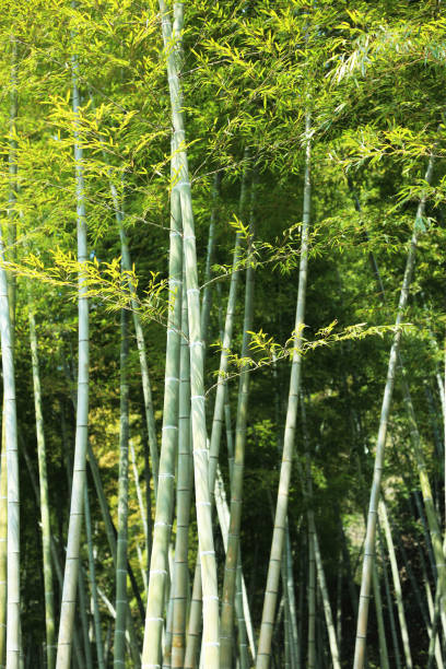 bamboo grove bamboo grove 木漏れ日 stock pictures, royalty-free photos & images