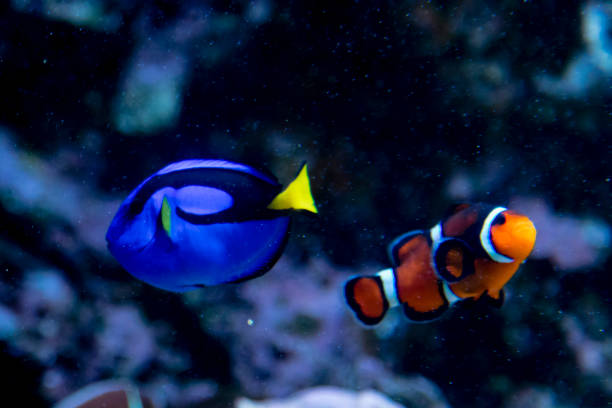 blue tang and clownfish tank