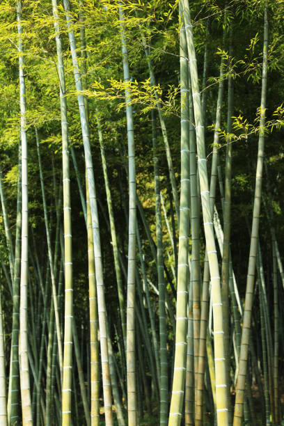 bamboo grove bamboo grove 木漏れ日 stock pictures, royalty-free photos & images