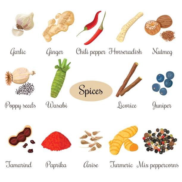 Icon big set of popular culinary spices Big set of culinary spices. Isolated vector illustration. Poppy seeds, juniper, turmeric, mixed peppercorns, Horseradish, ginger, chili pepper, garlic nutmeg anise licorice wasabi tamarind poppy seed stock illustrations